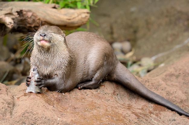 Close-up van een otter