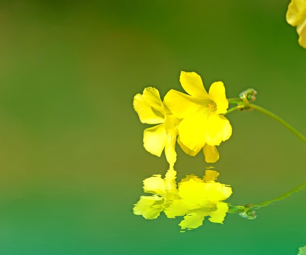 Close up van een oxalis pescaprae weerspiegeld in het water