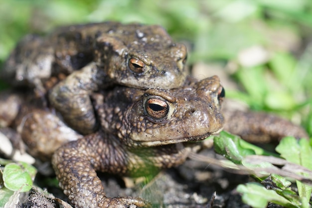 Close-up van een paar Europese gewone padden, Bufo bufo, in largexus