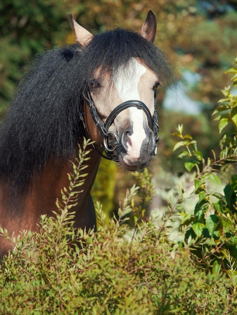 Foto close-up van een paard dat buiten staat