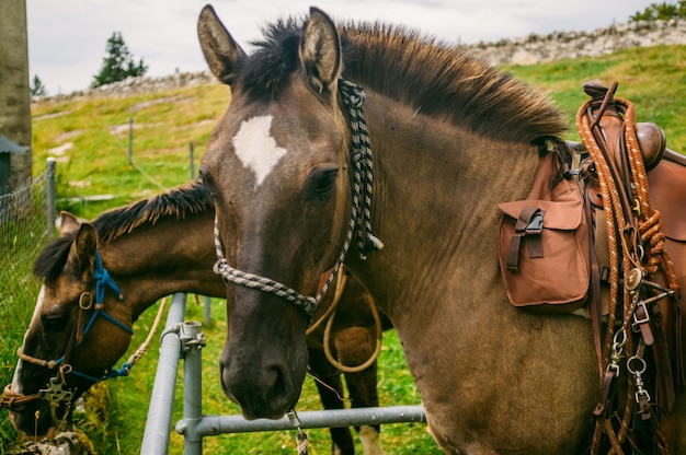 Close-up van een paard dat buiten staat