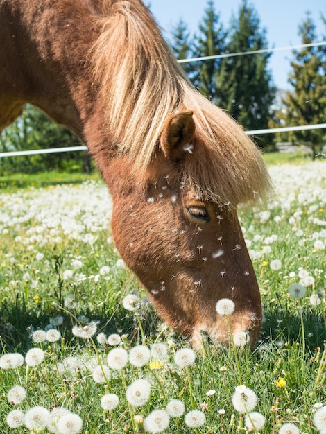 Close-up van een paard dat op het veld graast