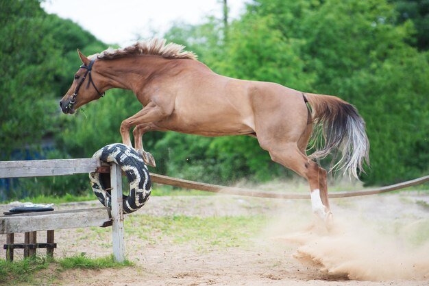 Foto close-up van een paard dat op het veld staat