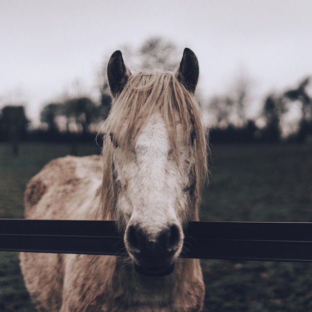 Foto close-up van een paard dat op het veld staat