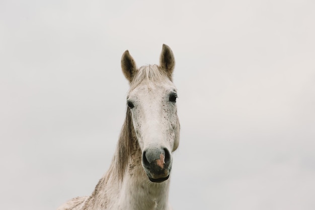 Close-up van een paard dat tegen de lucht staat