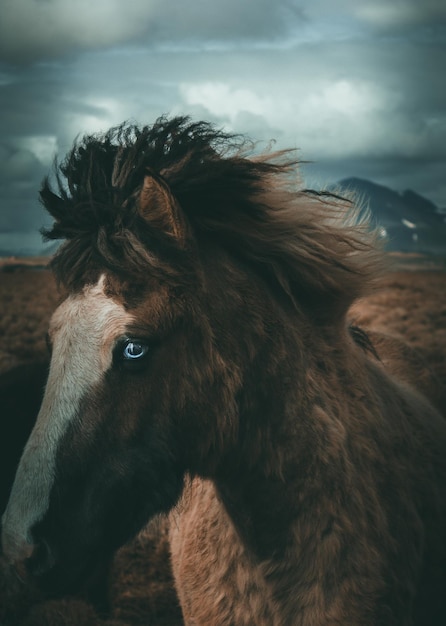 Foto close-up van een paard dat wegkijkt