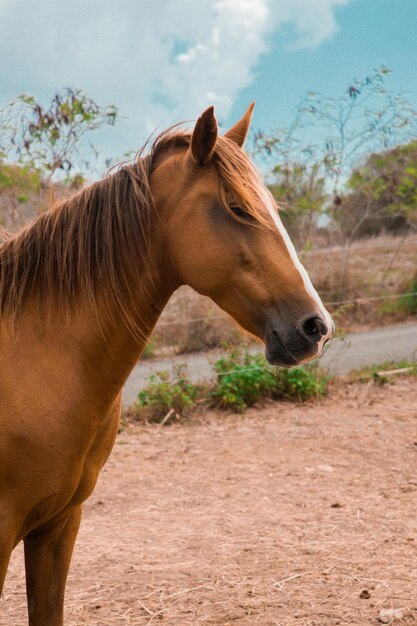Close-up van een paard in de paddock