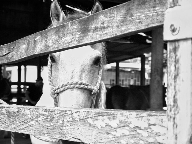 Foto close-up van een paard in de stal