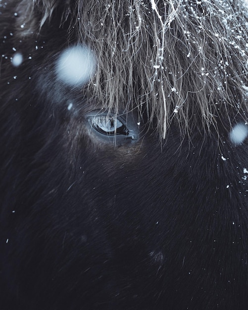 Close-up van een paard in de winter