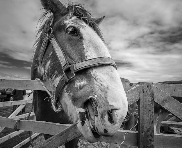 Close-up van een paard in een hok tegen een bewolkte lucht