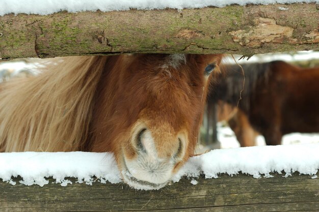 Foto close-up van een paard in een paddock