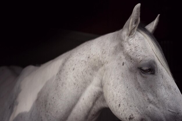 Foto close-up van een paard op een ranch