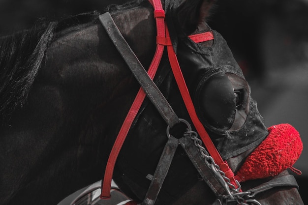 Foto close-up van een paard op een ranch