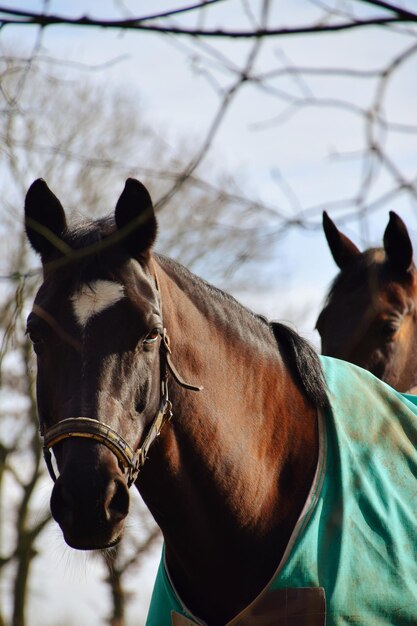 Foto close-up van een paard op een ranch