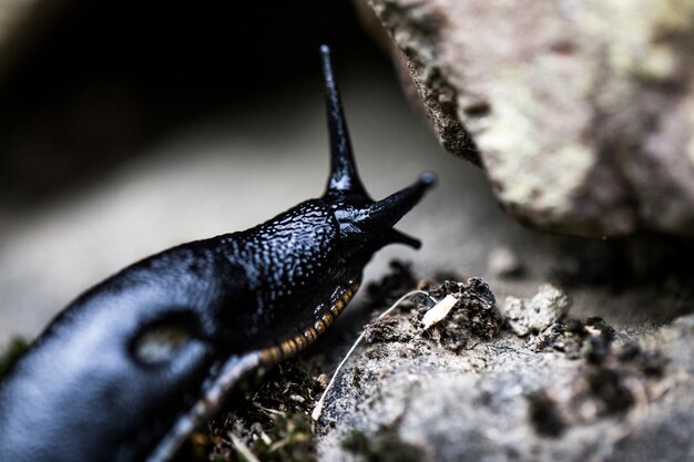 Foto close-up van een paard op een rots