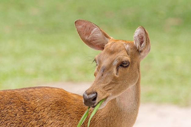 Close-up van een paard op een veld