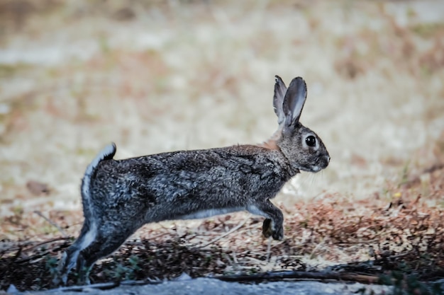 Foto close-up van een paard op het veld