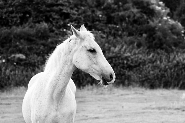 Foto close-up van een paard op het veld