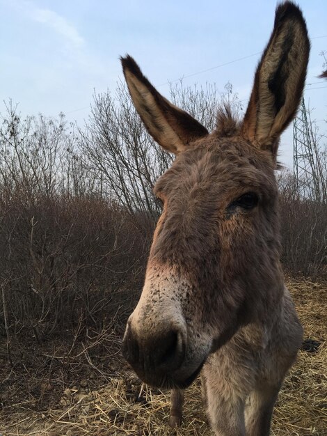 Foto close-up van een paard op het veld