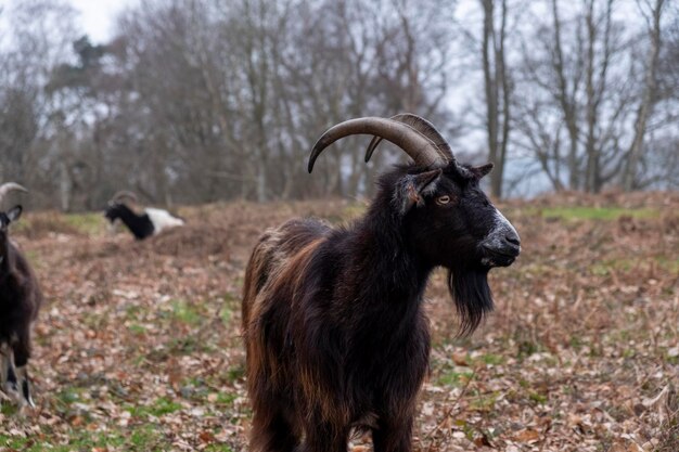 Foto close-up van een paard op het veld