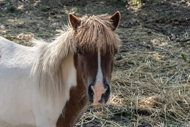 Foto close-up van een paard op het veld