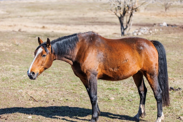 Close-up van een paard op het veld