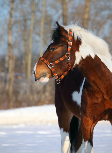 Foto close-up van een paard op sneeuw