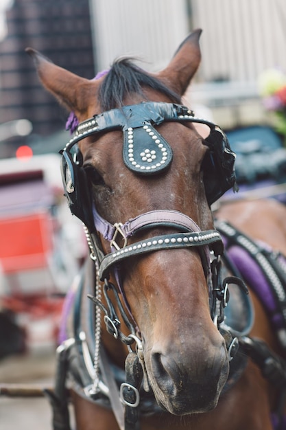 Foto close-up van een paard op straat