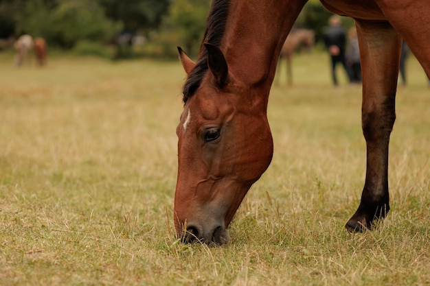 Close-up van een paard waarvan de snuit naar beneden is gebogen en aan gras knabbelt in de herfst in het park