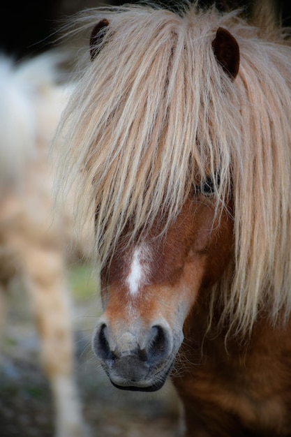 Foto close-up van een paard