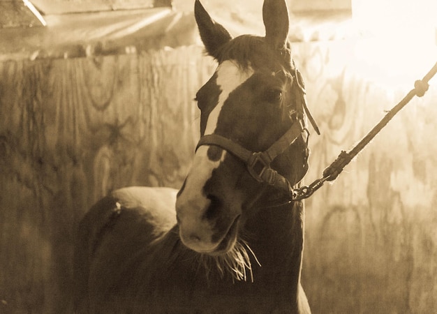 Foto close-up van een paard