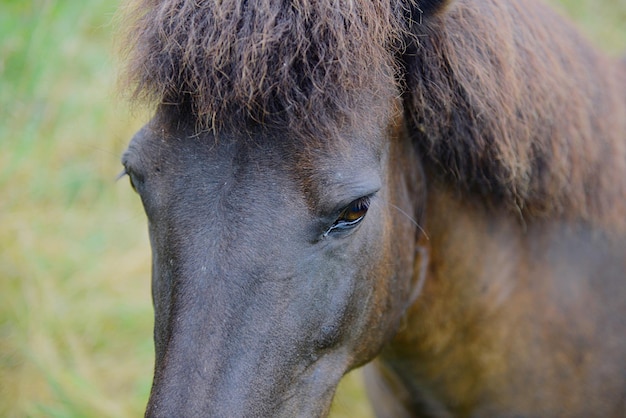 Close-up van een paard