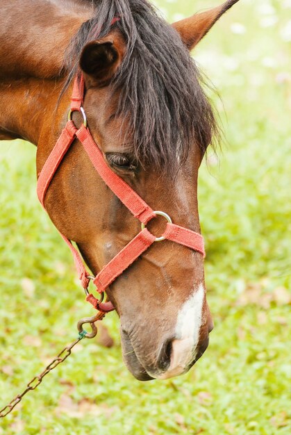 Foto close-up van een paard