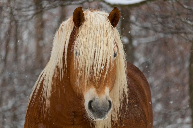 Foto close-up van een paard