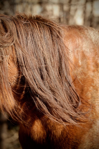 Foto close-up van een paard