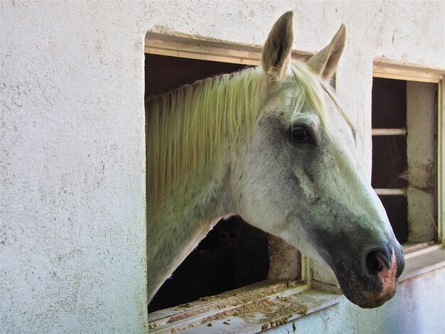 Foto close-up van een paard