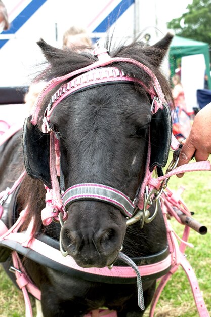 Foto close-up van een paard