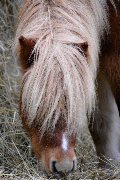 Foto close-up van een paard