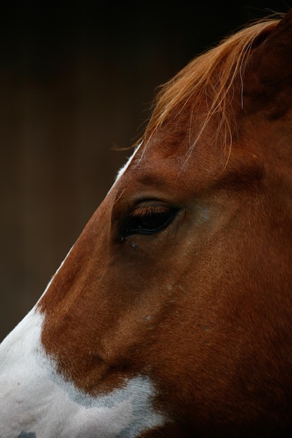 Foto close-up van een paard