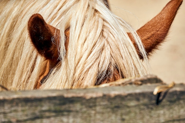 Foto close-up van een paard