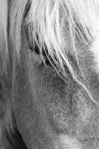 Foto close-up van een paard