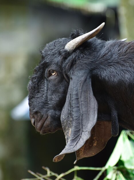 Foto close-up van een paard