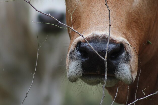 Foto close-up van een paard