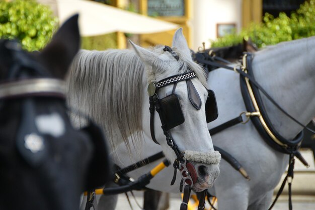 Foto close-up van een paard