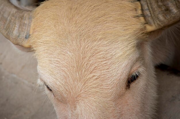 Foto close-up van een paard