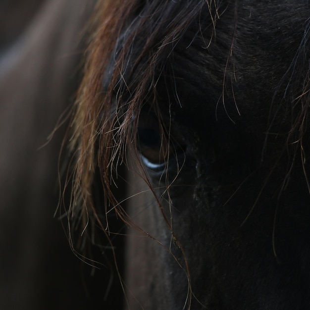 Close-up van een paard