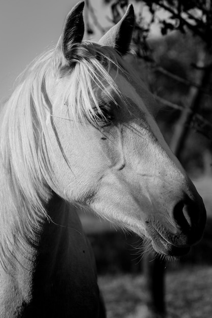 Foto close-up van een paard