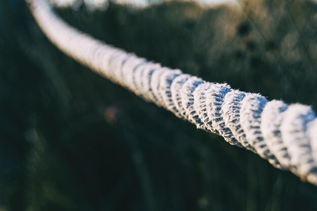 Foto close-up van een paard