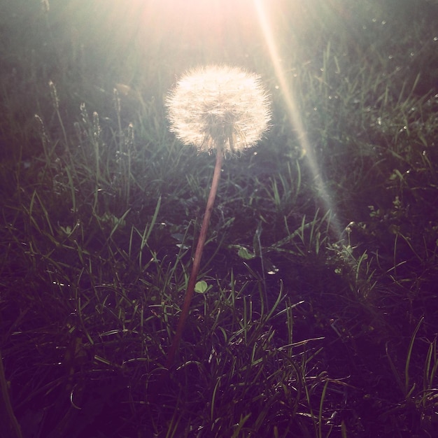 Foto close-up van een paardenbloem die op het veld groeit