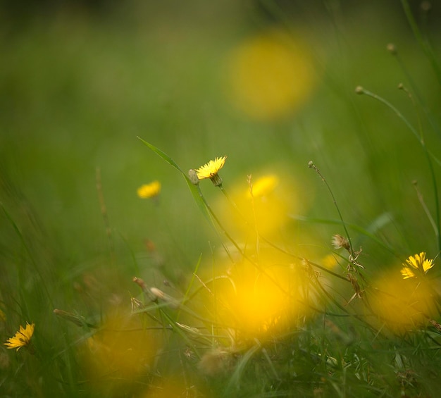 Close-up van een paardenbloem in het veld